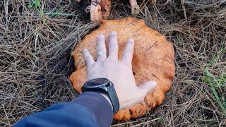 Giant Saffron Milk Cap (Lactarius Deliciosus) in South Australia - Autumn 2022