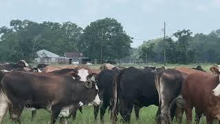 F1 Braford and Brangus Heifers exposed to Angus Bulls