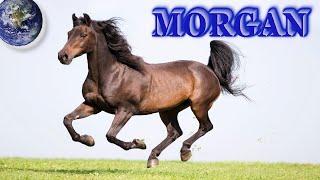 TOP Beautiful Morgan Horse in the World!