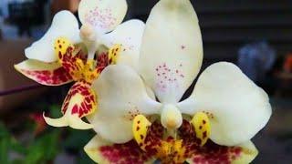 Phalaenopsis mania