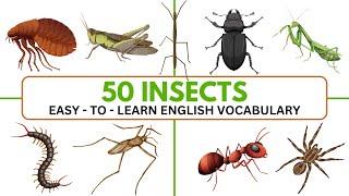 50 Insects in English | Names of Insects | Daily English Vocabulary |