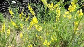 Capital Naturalist: Yellow Sweet Clover