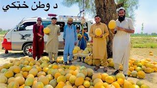 Afghan Melon | Batikot Melon |Melons | د افغانستان خټکي | د وطن حاصل