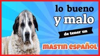 VENTAJAS y DESVENTAJAS  de TENER un MASTIN ESPAÑOL pros y contras de tener un mastin español