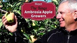 Meet Your BC Organic Ambrosia Apple Growers Richard and Robyn King