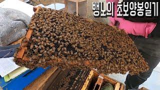 [뱅노TV] 양봉사업 한달차 Beekeeping Business