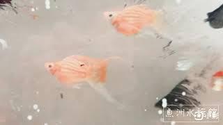 三色天鵝（魚洲水族館）