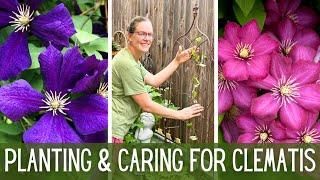 4 New Varieties of Clematis  || 3 Groups of Clematis || Planting & Caring For Clematis