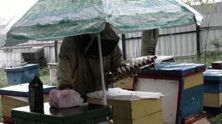 Изоляция маточников в экстремальных погодных условиях.