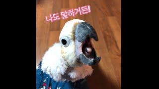 [김로미] 로미도 말 잘해요! (짜증내는 루이&몽몽) Talking Cockatoo