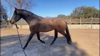 Caballo pre | AgroAnuncios.es