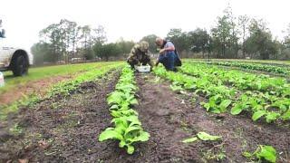 HOW TO COOK GREENS - HARVEST CLEAN COOK AND FREEZE - SOUL FOOD