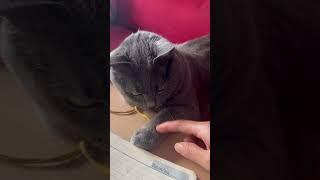 Cute Cat wants Attention and Play