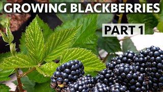 Easily Grow Organic Blackberries in Containers (Part 1)