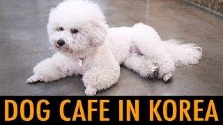 Dog Cafe in Korea (KWOW #149)