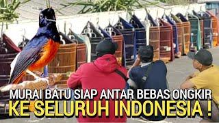 WADUH ! ENAK BENER BELI MURAI BATU DI SINI STOCK PENGHABISAN GRATIS ONGKIR SELURUH INDONESIA