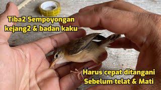 Mengobati baby burung yang tiba2 kejang-kejang sempoyongan