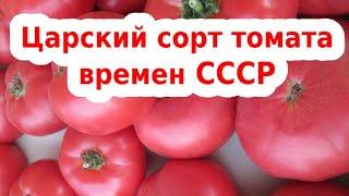 Очень урожайный сорта помидор- обзор! Розовый гигант - любимчик помидорчик