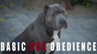 BASIC DOG OBEDIENCE TRAINING: SIT STAY AND DOWN