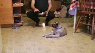 How to Train a Turkish Kangal Puppy to Patiently Wait for Food and Not Bark (Easy Training Tips)