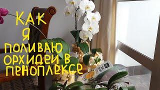 КАК ПОЛИВАТЬ ОРХИДЕИ В ПЕНОПЛЕКСЕ