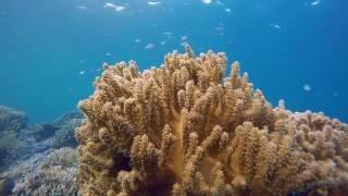 Coral Underwater - Free HD Stock Footage (No Copyright) ---- Scuba Diving, Reef, Travel, Ocean, Sea