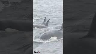 Sensationalism or Fact? Orcas Attacking Boats