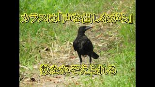 カラスは「声を出しながら」数をかぞえられる