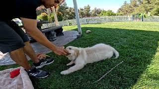 Roscoe, Golden Retriever boy, playful and eager to learn.