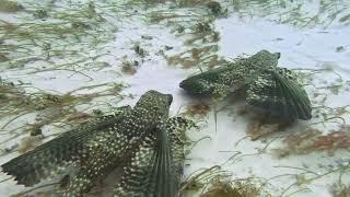 Flying Gurnards in Cozumel