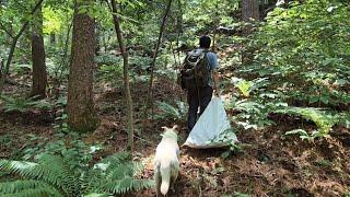 산삼산행 그리고 자연산 버섯 시골개와 산으로만 돌아다니는 약초꾼