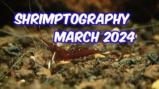 Shrimptography March 2024