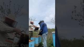 Установка вторых корпусов: эффективное расширение семьи пчел!