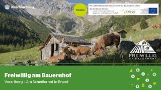 Was Sandra bei Freiwillig am Bauernhof in Vorarlberg erlebte