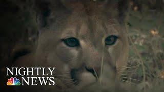Runner Kills Mountain Lion That Attacked Him On Trail | NBC Nightly News