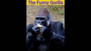 The Funny React Gorilla ||Funny Gorilla|| #shorts #viralshorts #indiashorts #funnyshorts #srvlogs