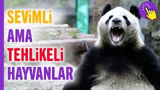 Sevimli Ama Tehlikeli 8 Hayvan | Hayvanlar Alemi | Aklında Olsun | Hayvan Videoları