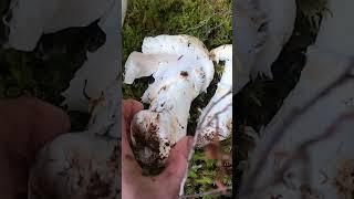 Rainforest Foraging for Pine Mushrooms #wildharvest #mushroom #foraging #shorts