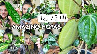 Top 25 Mind-Blowing HOYAS  Best Amazing Hoya Plants RARE + COMMON
