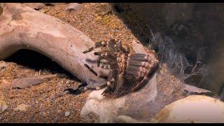 Acanthoscurria Geniculata | Molting 11/3/2022