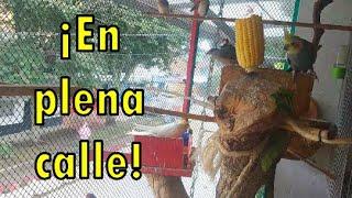 VOLADERA DE GOULD, NINFAS, CANARIOS, CAPUCHINOS...  ¡VOLADERA EN PLENA CALLE!