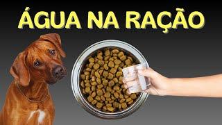 Wet Dog Food with Water