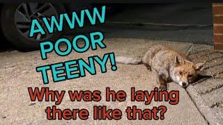 You've gotta love Teeny ️ #fox #wildlife #cute #fyp #viralvideo