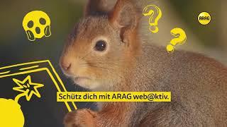 ARAG WEB@KTIV – Eichhörnchen