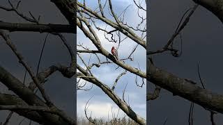 Cute little house finch bird on the backyard tree! #birdwatching #wildbirds #nature #birdworld #bird