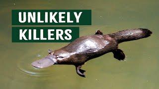 Australia's Unlikely Killers That Might Actually Save Humans | Apex Predators Platypus Documentary