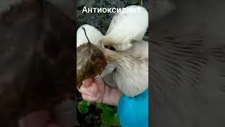 ВЕШЕНКИ.Три вида.