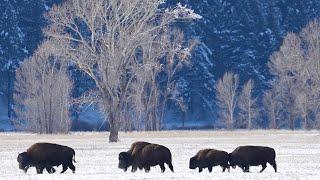 Peace in the Colorado Rocky Mountains, Beautiful Soothing Music, Relaxing Music by Tim Janis