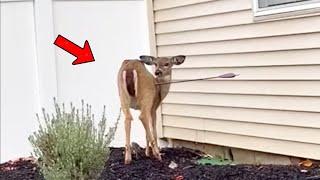 Man saves deer crying after being shot by an arrow, then something unbelievable happens