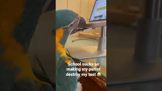 My parrot hates school #Parrot #School #Boring #Animals #Funny #Education #Birds #Computer #Mac